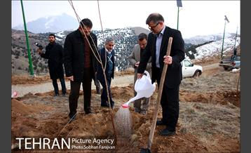 کاشت ۱۰۰ هزار اصله نهال در پارک جنگلی تلو 18