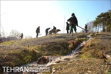 کاشت 2200 اصله نهال در بوستان جنگلی چیتگر 17