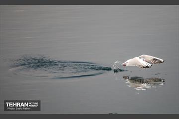 پرندگان مهاجر دریاچه چیتگر 43