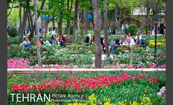 روش گل های لاله در باغ ایرانی 43