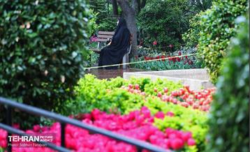 لاله‌ها میهمان باغ ایرانی 36
