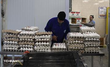 تره‌بار یلدایی 42