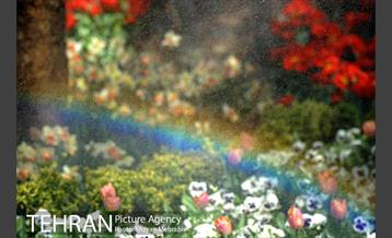 رویش گل های لاله در باغ ایرانی 37