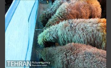 بازدید رییس شورای اسلامی شهر تهران و مدیر عامل سازمان میادین شهرداری تهران از مراکز عرضه بهداشتی دام 15