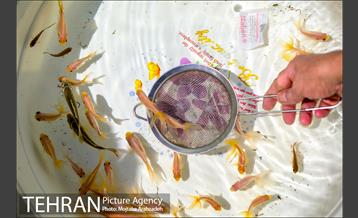 خرید لحظه آخری نوروزی 18