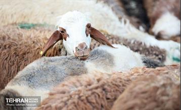 مرکز عرضه دام بهداشتی به مناسبت عید قربان 19