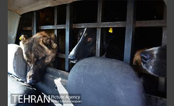 رهاسازی 150 قلاده سگ بدون صاحب  21