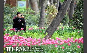 رویش گل های لاله در باغ ایرانی 29