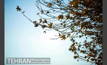 پاییز بلوار کشاورز 8