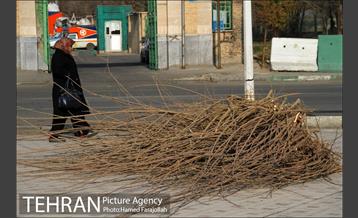عملیات هرس درختان درمعابر و بوستانهای مناطق تهران 8