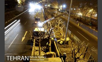 ​جا به جایی درختان گیشا به دلیل ساخت زیرگذر 22