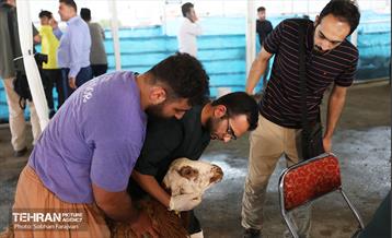 مرکز عرضه دام بهداشتی به مناسبت عید قربان 52