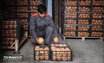 بازدید از سردخانه 3