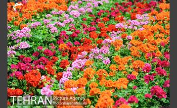 نمایشگاه گل و گیاه در بوستان گفتگو 19