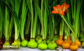 نمایشگاه گل و گیاه / فریدون قربانی