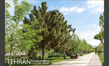 بوستان پلیس 31