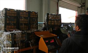 توزیع میوه شب عید قیمت تنظیم بازار در میادین و بازارهای میوه و تره‌بار 7