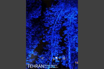نورپردازی درختان بلوار میرداماد 2