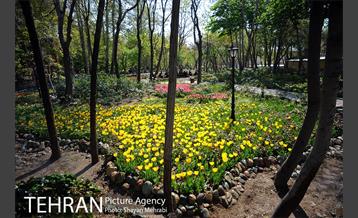 رویش گل های لاله در باغ ایرانی 7