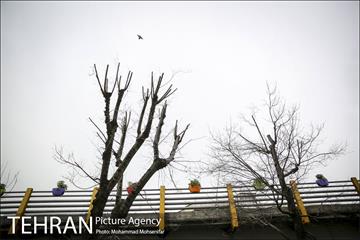 استقبال از بهار در خیابانهای تهران 31