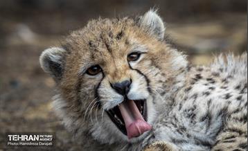 پیروز؛ پسر ایران 20