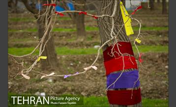 آرایش درختان کهنسال توت در محله کن 11