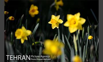 پیاده راه لاله مادران 11