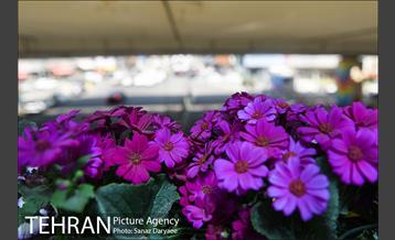 گل آرایی پل سیدخندان 16