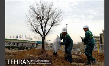 تلاش ویژه شهرداری برای نجات زندگی حدود یکصد درخت اتوبان نیایش 9