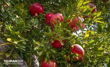 یـاقوت سرخ  1