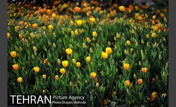 رویش گل های لاله در پارک ملت 3