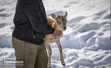 حیات وحش تهران  48