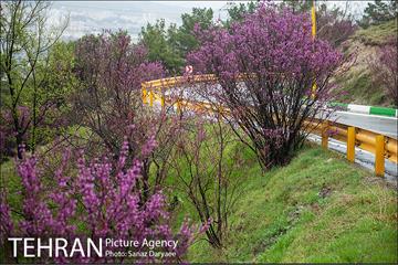 طبیعت بهاری پارک جنگلی لویزان‎  5