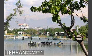 حضور پرندگان مهاجر در تهران 4