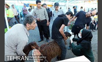 مراکز عرضه بهداشتی دام زنده 25