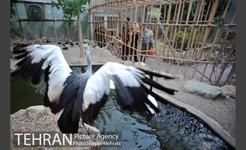 باغ پرندگان تهران 24