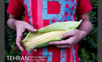 شیر بلال تابستان 21