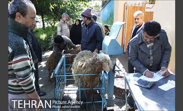 بازار فروش دام در محله طرشت به مناسبت عید قربان 24