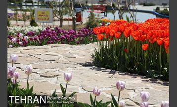 باغ گل لاله های ایرانی در بوستان آبشار تهران‎ 2
