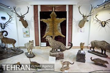 موزه طبیعت و حیات وحش دارآباد تهران 5