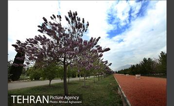 باغ گیاه‌شناسی ملی ایران 9