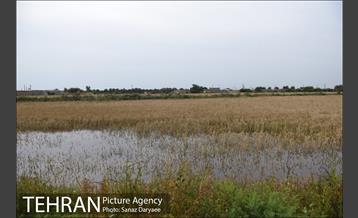 بازدید شهردار تهران از منطقه سیل زده پل سبحانیه دشت آزادگان 27