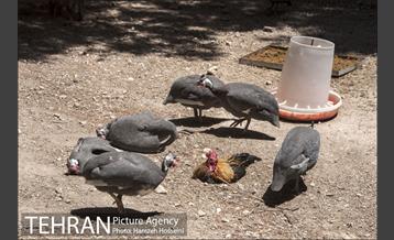 باغ پرندگان تهران 44