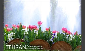رویش گل های لاله در پارک شهر 21
