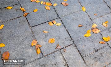 سمفونی رنگ های پاییزی  23