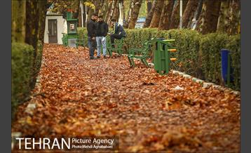 سمفونی برگ های پاییزی 15