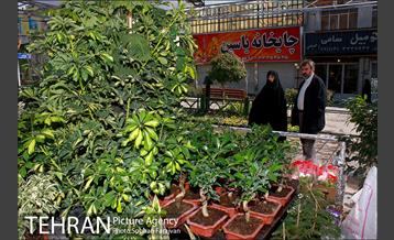 نمایشگاه گل و گیاه نوروزی در پیاده راه ۱۷ شهریور