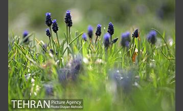 بهار در تهران 34