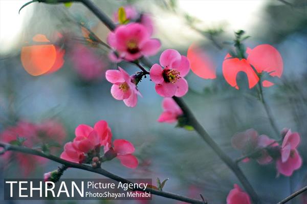 شکوفه های بهاری در پایتخت 18
