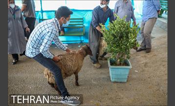 مرکز عرضه دام بهداشتی به مناسبت عید قربان در منطقه 22 تهران 32